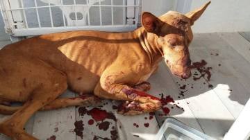 Kora, la perra podenca agredida en Lanzarote