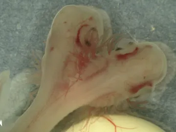 Tiburón bicéfalo Tiburón bicéfalo