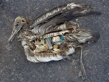 ¿Por qué las aves marinas tienen el estómago repleto de plástico? ¿Por qué las aves marinas tienen el estómago repleto de plástico?