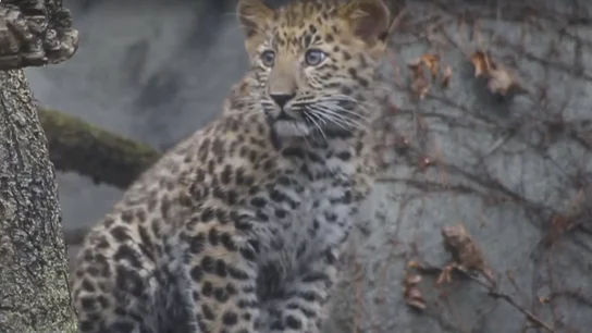 Cría de leopardo de Amur Cría de leopardo de Amur