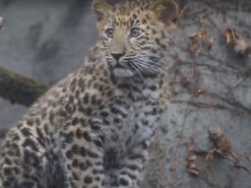 Cría de leopardo de Amur Cría de leopardo de Amur