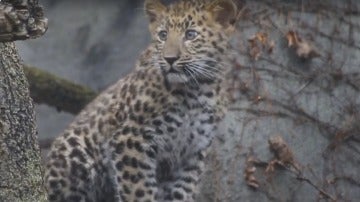 Cría de leopardo de Amur