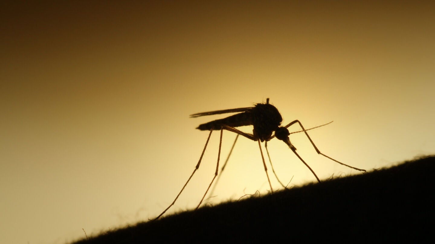 Un mosquito en plena acci&oacute;n