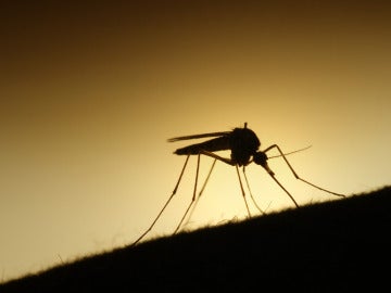 Un mosquito en plena acción