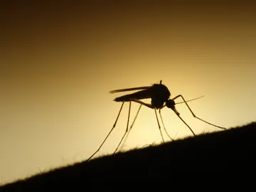 Un mosquito en plena acción Un mosquito en plena acción