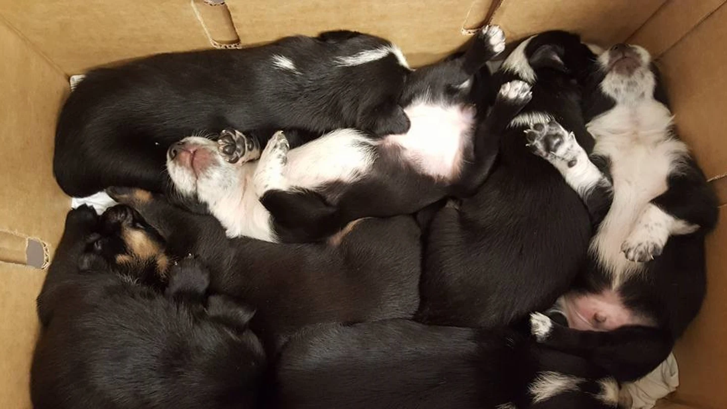 Imagen de unos cachorros que fueron abandonados en un contenedor Imagen de archivo de cachorros que fueron abandonados en un contenedor