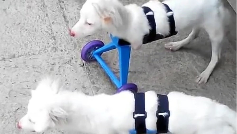 Orion y Athenas, los dos perros gemelos con sus sillas de ruedas