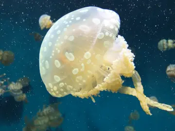 Medusas Medusas