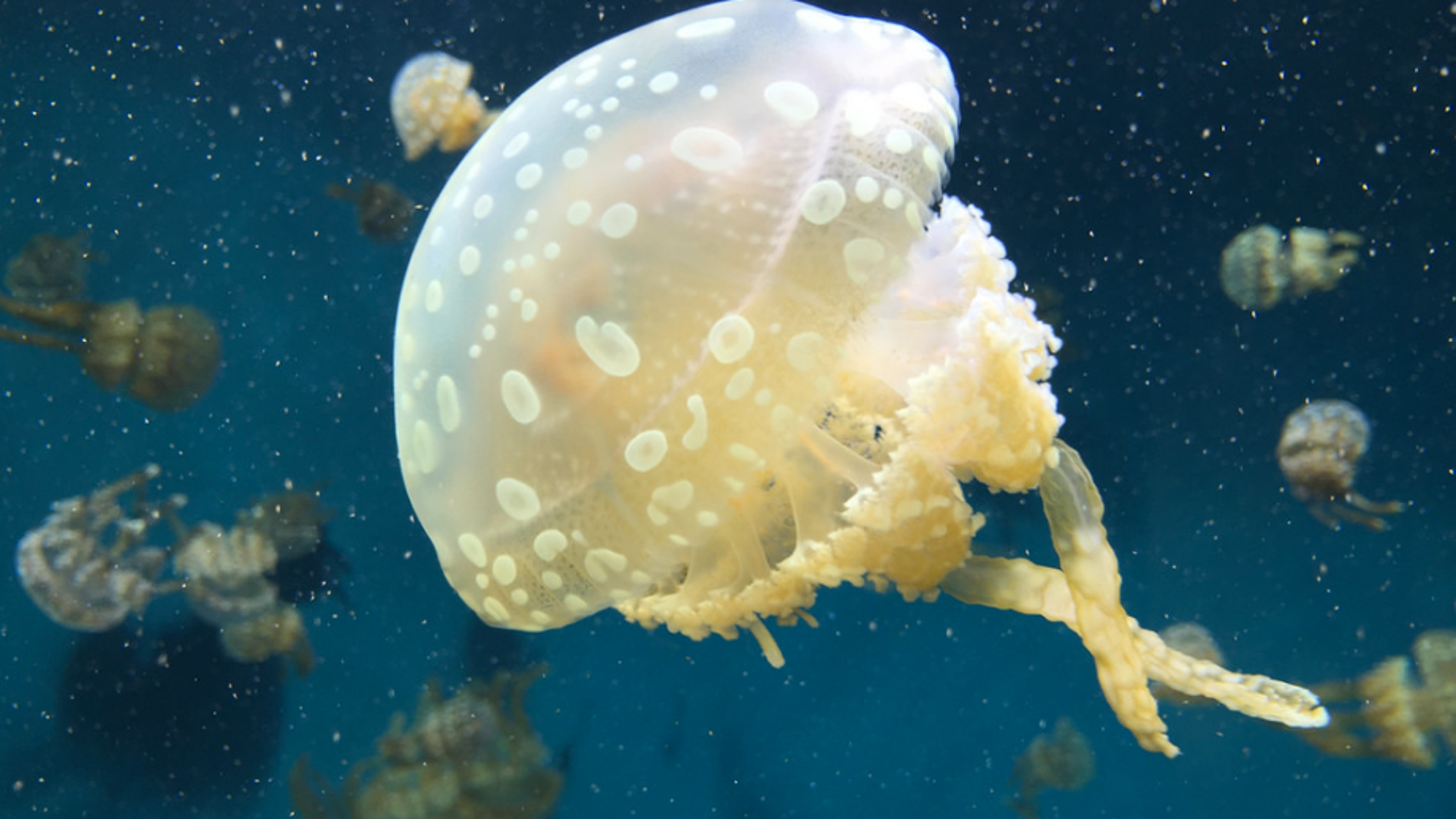 Medusas