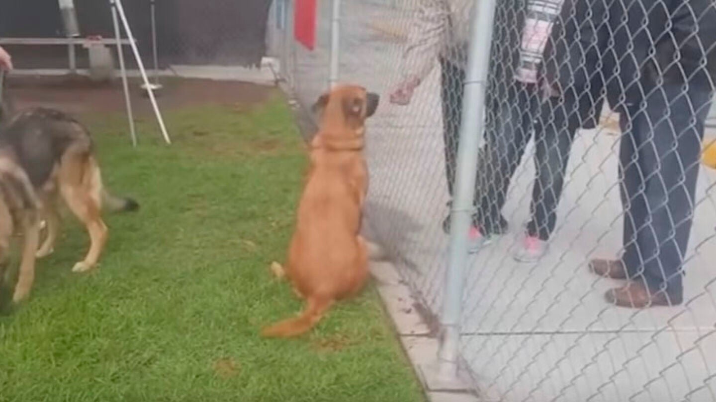 Zuzu, la perra abandonada