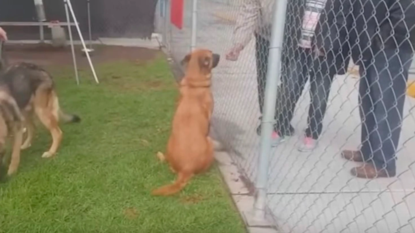 Zuzu, la perra abandonada Zuzu, la perra abandonada