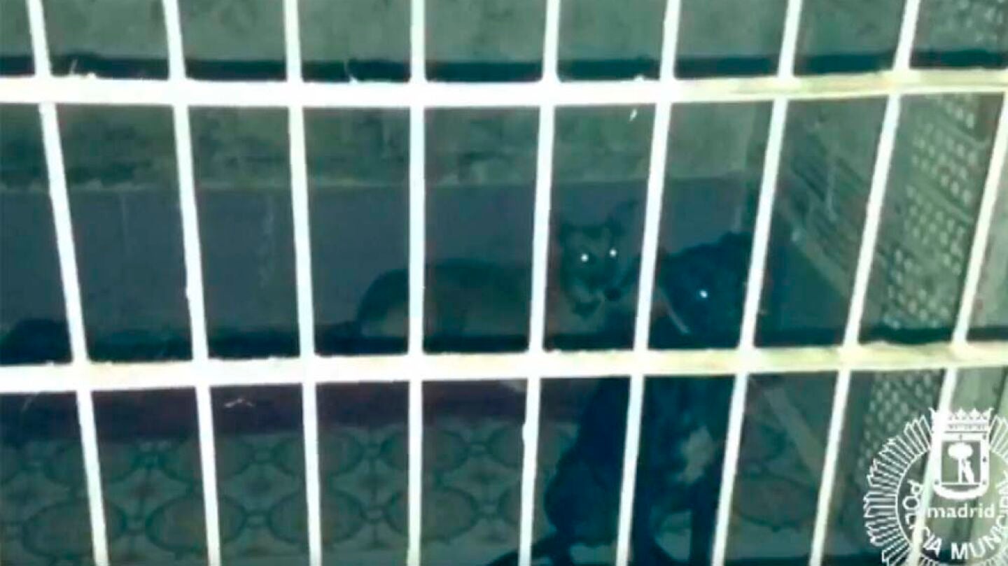Rescatan en Usera a tres perros que viv&iacute;an encerrados en un trastero