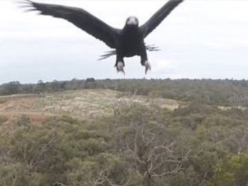 Las aves de presa se están cargando los drones y se hacen selfies con sus cámaras