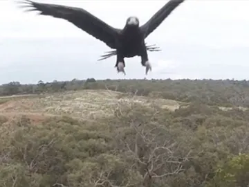 Las aves de presa se están cargando los drones y se hacen selfies con sus cámaras Las aves de presa se están cargando los drones y se hacen selfies con sus cámaras