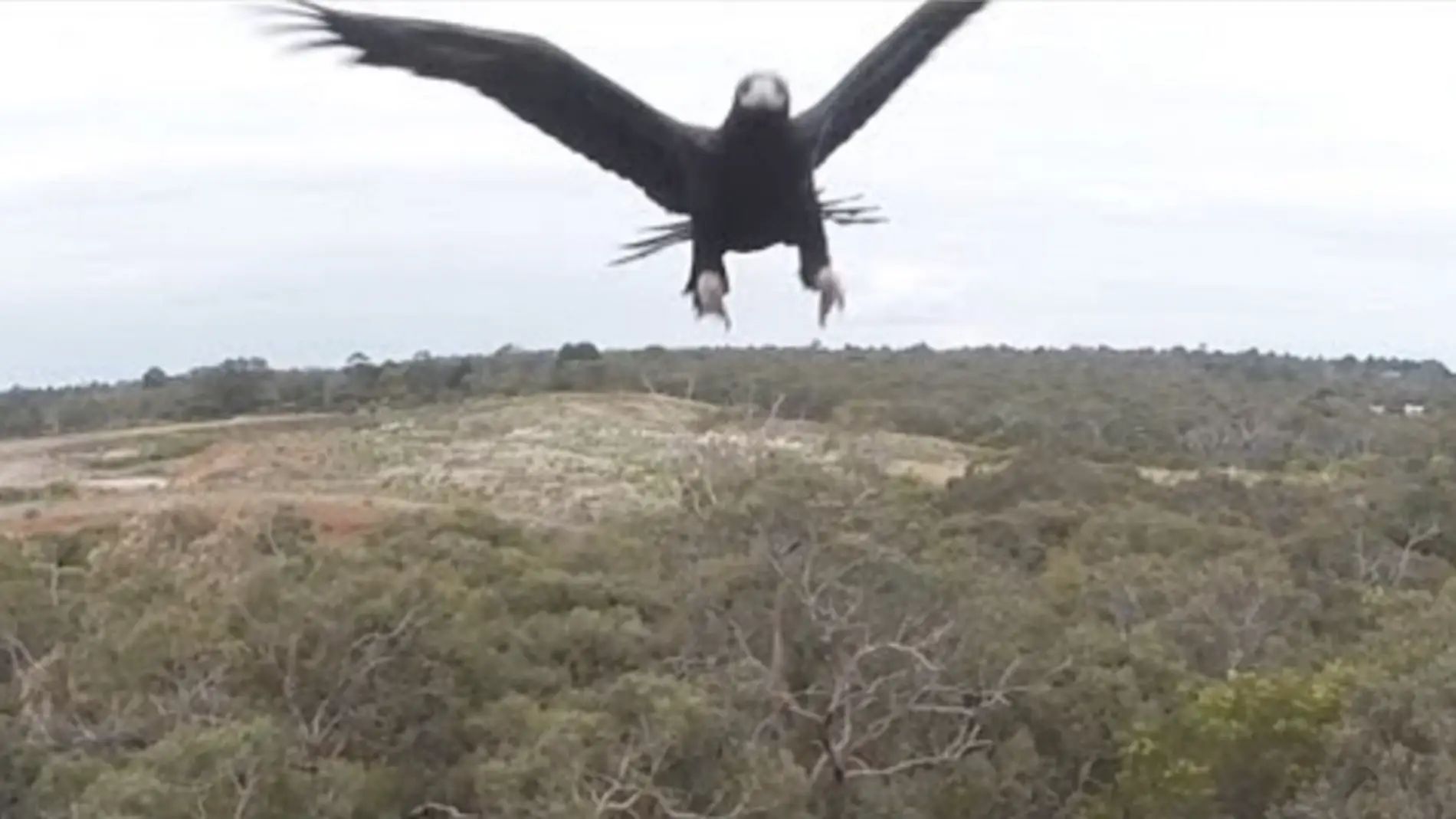 Las aves de presa se están cargando los drones y se hacen selfies con sus cámaras