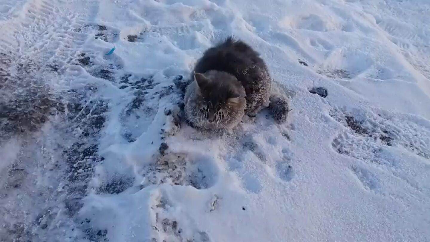 Frame 0.0 de: Rescatan a un gato a punto de morir congelado y pegado al suelo bajo temperaturas de -35&ordm;