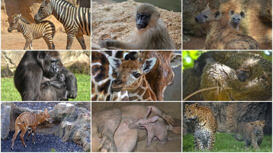 Varias de las cr&iacute;as de distintas especies nacidas en el Bioparc de Valencia durante 2016