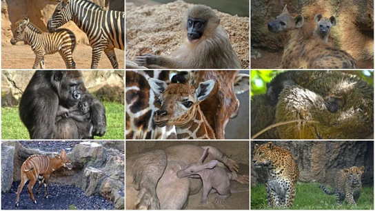 Varias de las crías de distintas especies nacidas en el Bioparc de Valencia durante 2016 Varias de las crías de distintas especies nacidas en el Bioparc de Valencia durante 2016