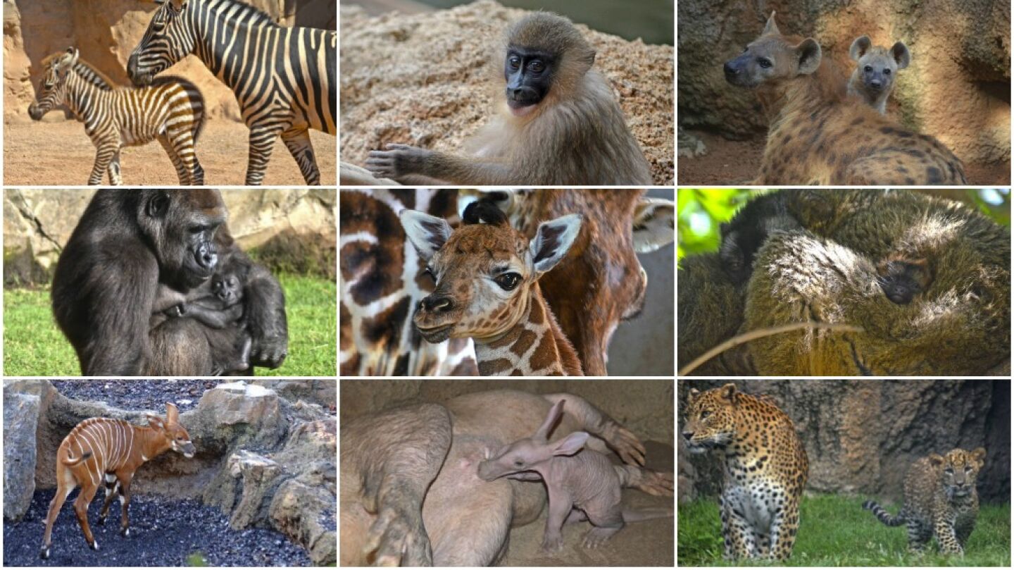 Varias de las cr&iacute;as de distintas especies nacidas en el Bioparc de Valencia durante 2016