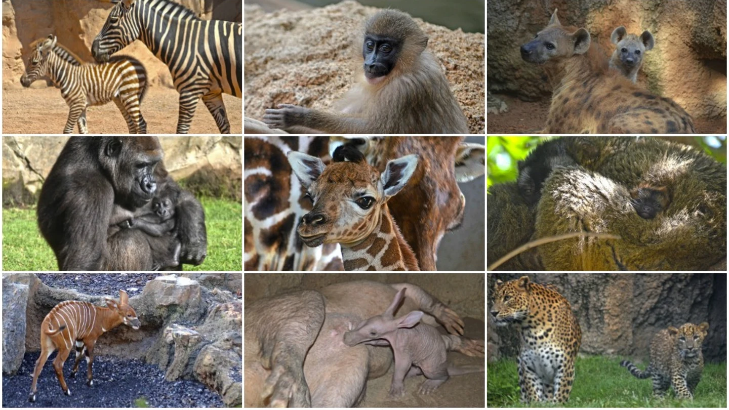 Varias de las crías de distintas especies nacidas en el Bioparc de Valencia durante 2016 Varias de las crías de distintas especies nacidas en el Bioparc de Valencia durante 2016