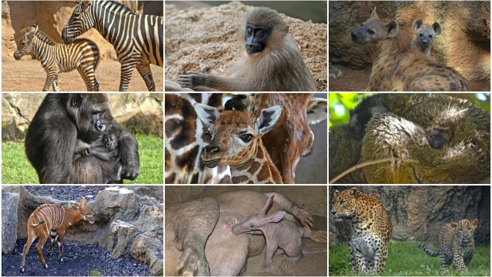 Varias de las crías de distintas especies nacidas en el Bioparc de Valencia durante 2016 Varias de las crías de distintas especies nacidas en el Bioparc de Valencia durante 2016