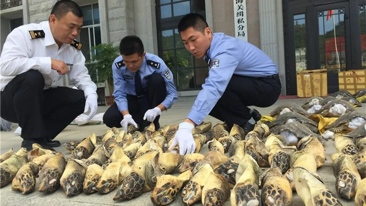 Agente de la aduana de la policía china con los cadáveres de las tortugas Agente de la aduana de la policía china con los cadáveres de las tortugas