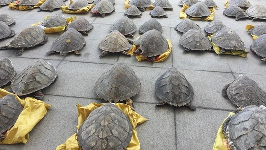 Caparazones de tortugas Caparazones de tortugas