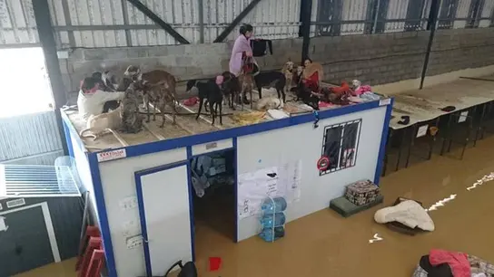 Situación de Galgos en Familia tras las inundaciones de Málaga Situación de Galgos en Familia tras las inundaciones de Málaga