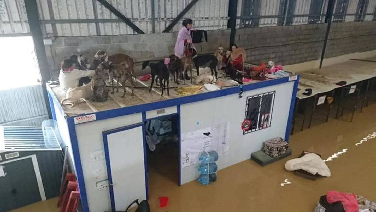 Situación de Galgos en Familia tras las inundaciones de Málaga Situación de Galgos en Familia tras las inundaciones de Málaga