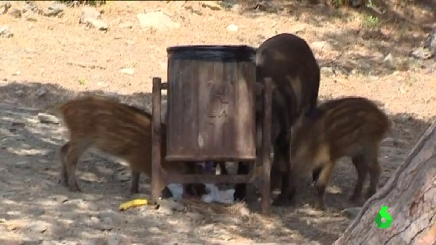 Frame 45.538137 de: &iquest;Qu&eacute; se debe hacer cuando se encuentra un jabal&iacute; en suelo urbano? Animalistas piden evitar la muerte