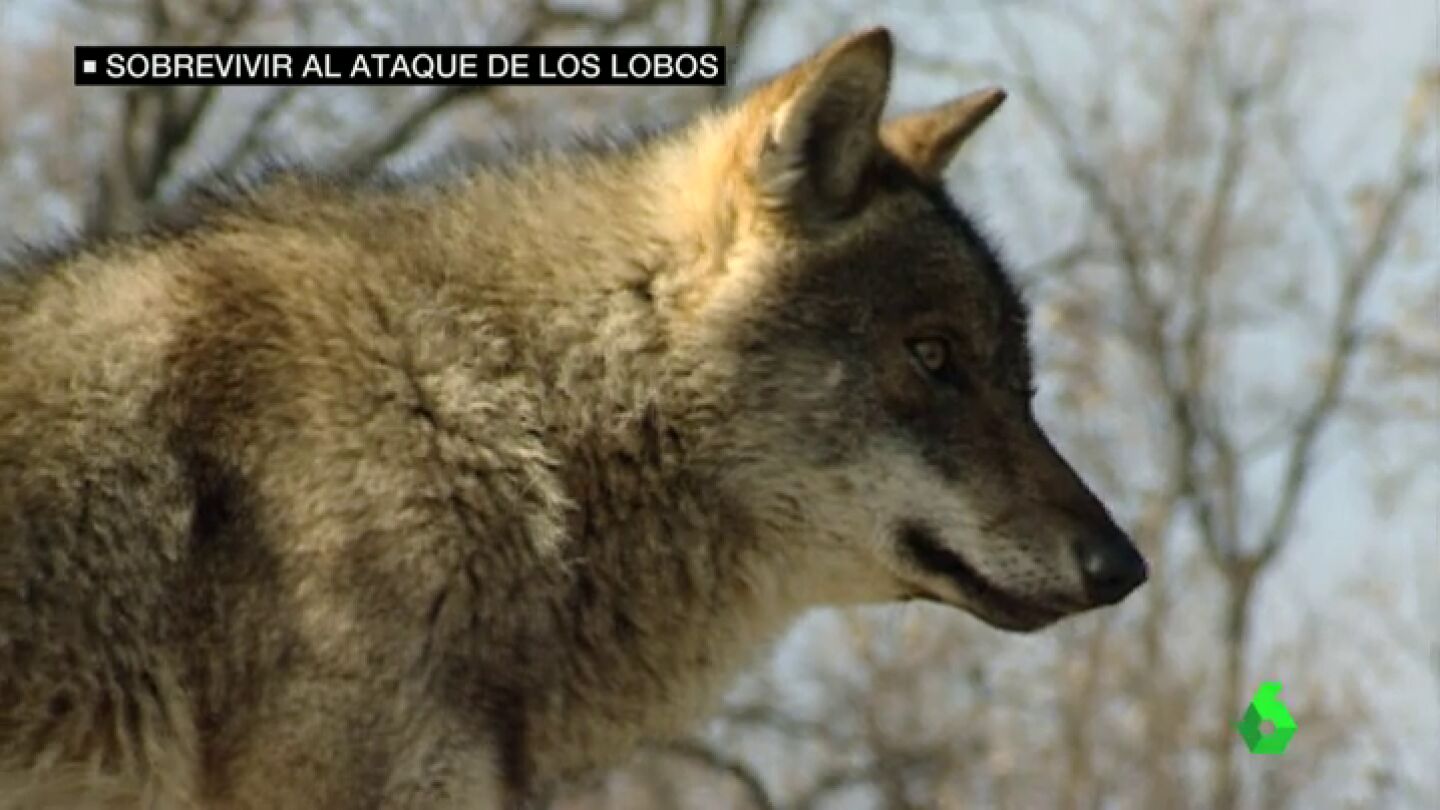 Frame 34.18878 de: lobos
