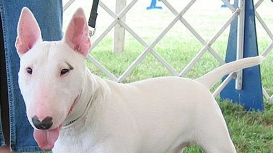 Bull Terrier Bull Terrier