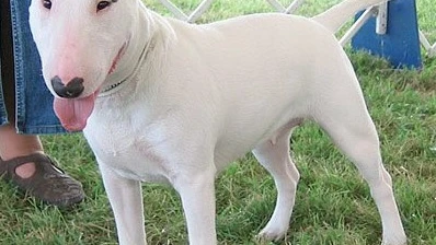 Bull Terrier