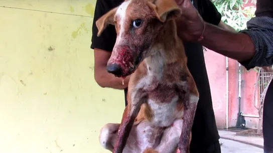 Perro atropellado Perro atropellado