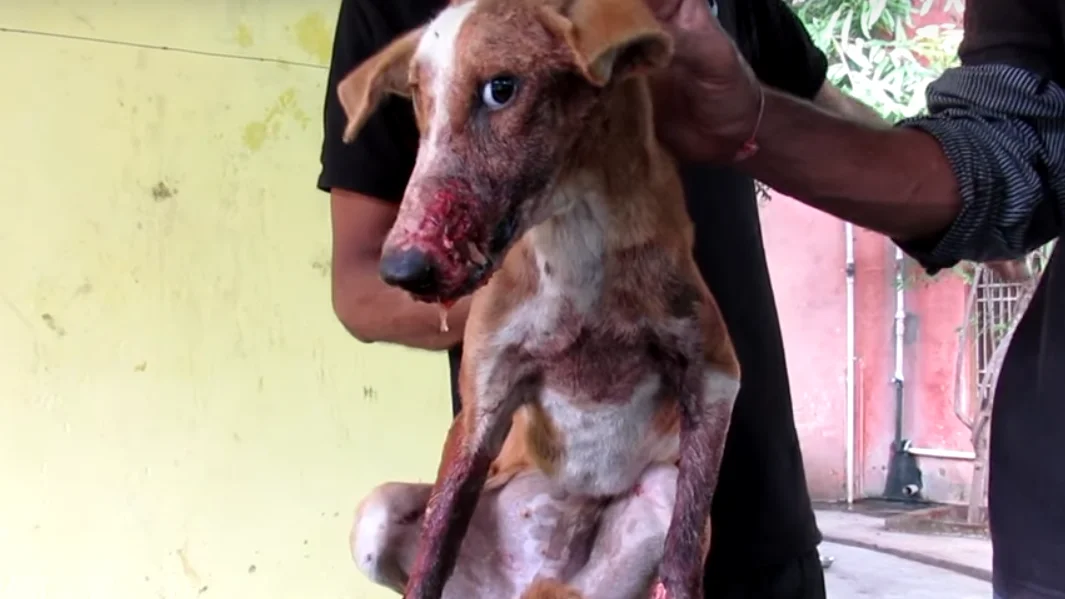Perro atropellado