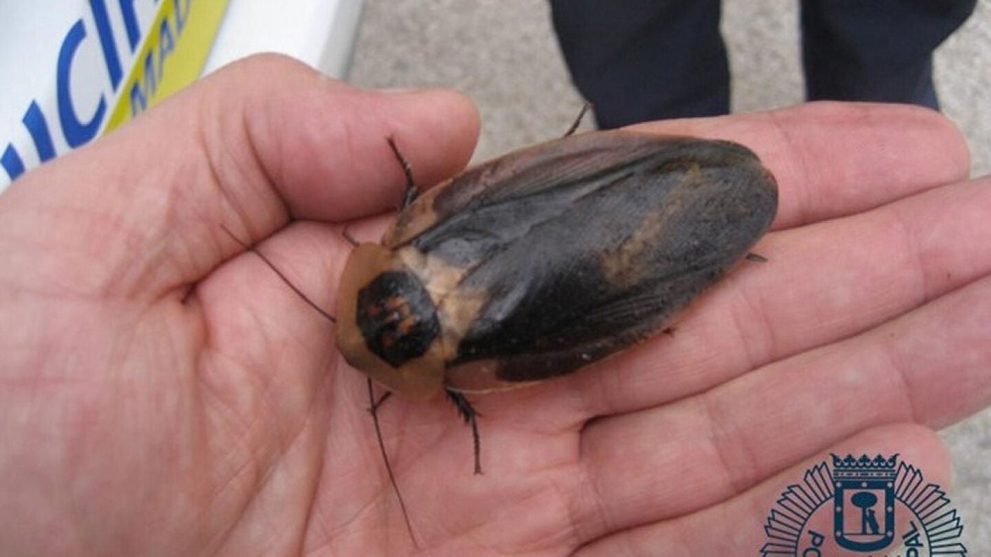 Cucaracha gigante de Madagascar