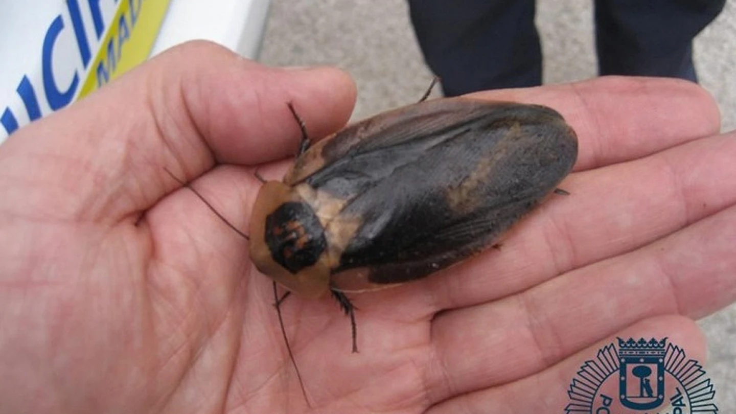Cucaracha gigante de Madagascar Cucaracha gigante de Madagascar
