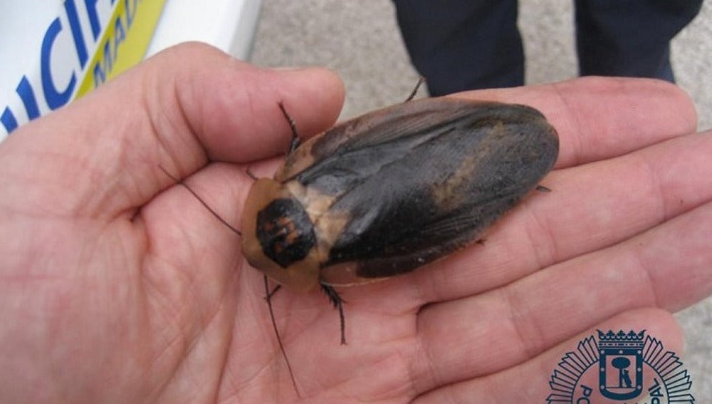 Cucaracha gigante de Madagascar