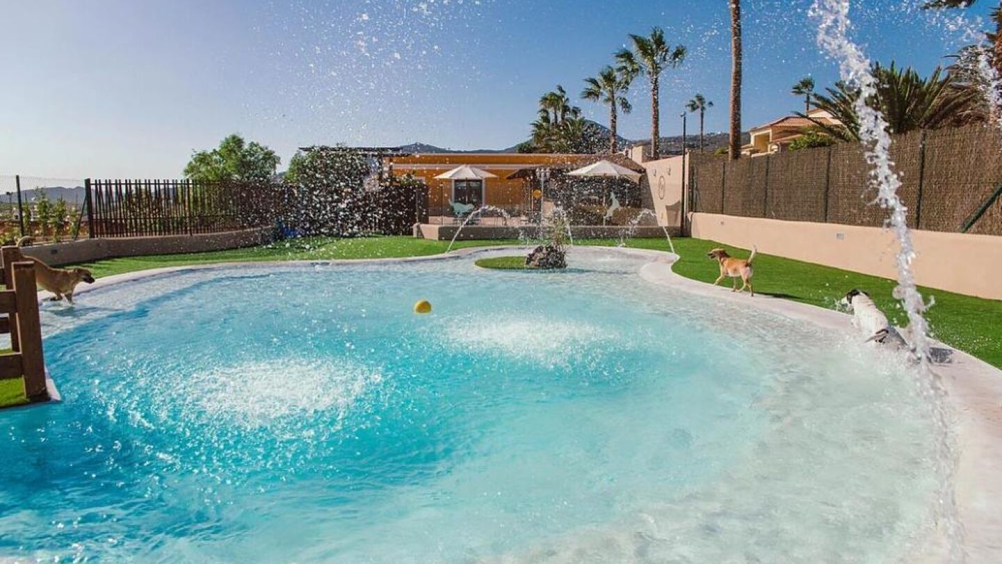 Hotel para perros y gatos
