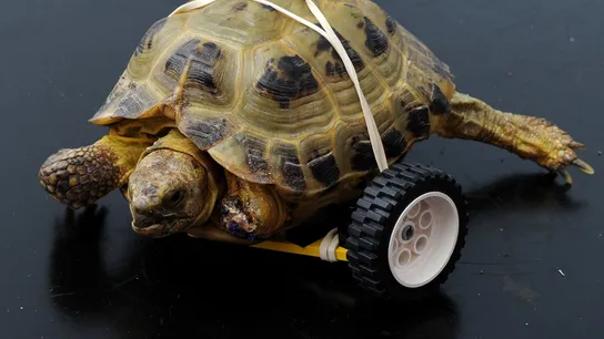 Vince, la tortuga que ha vuelto a caminar gracias a una prótesis de lego Vince, la tortuga que ha vuelto a caminar gracias a una prótesis de lego