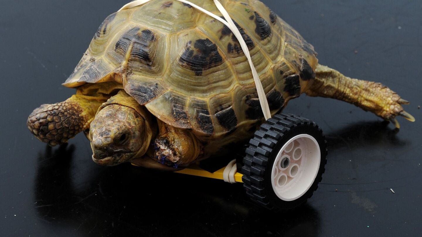 Vince, la tortuga que ha vuelto a caminar gracias a una pr&oacute;tesis de lego