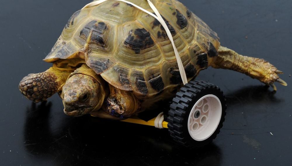 Vince, la tortuga que ha vuelto a caminar gracias a una prótesis de lego
