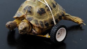 Vince, la tortuga que ha vuelto a caminar gracias a una prótesis de lego
