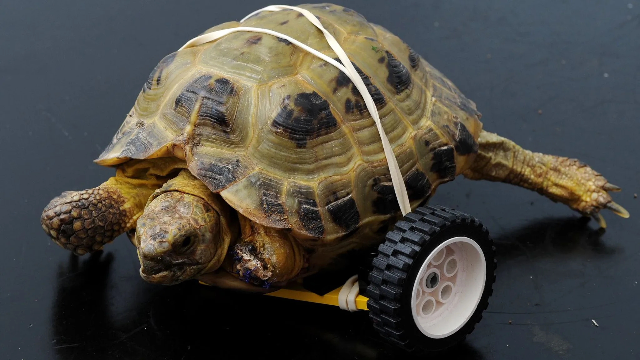 Vince, la tortuga que ha vuelto a caminar gracias a una prótesis de lego