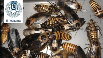 Cucarachas gigantes de Madagascar