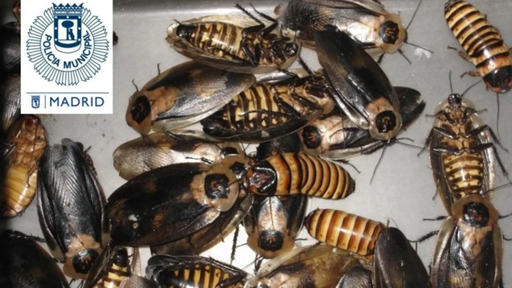 Cucarachas gigantes de Madagascar Cucarachas gigantes de Madagascar