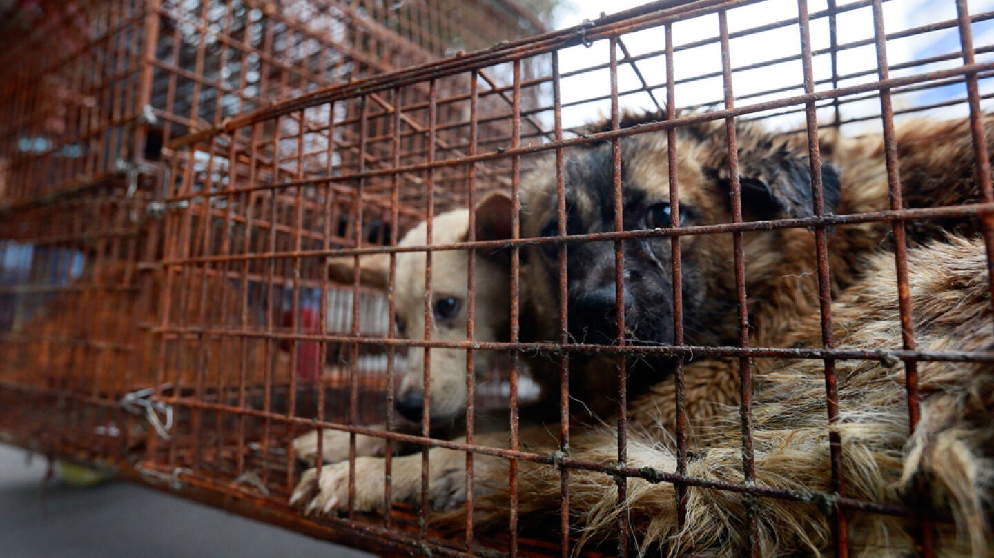 Perros enjaulados en un mercado (Archivo)