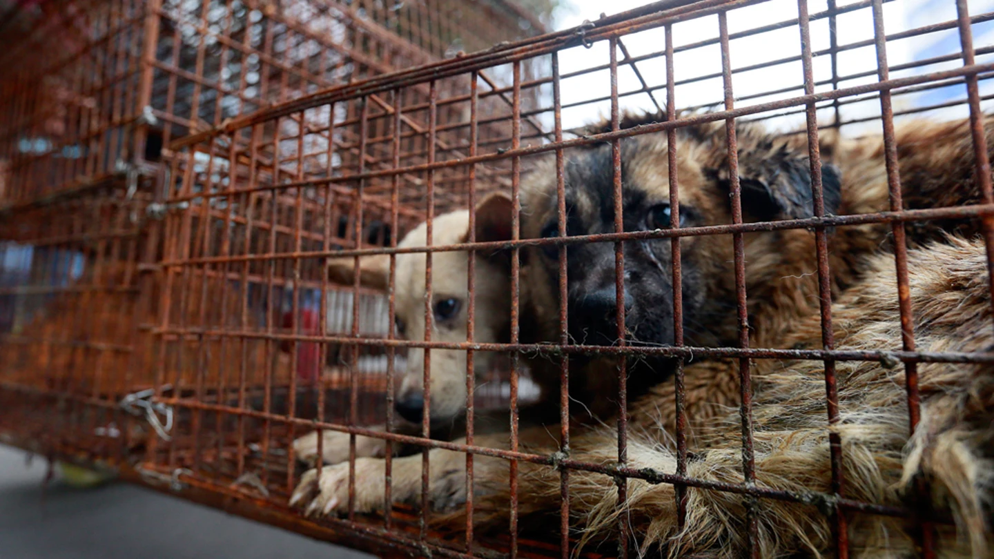 Perros enjaulados en un mercado (Archivo) Perros enjaulados en un mercado (Archivo)