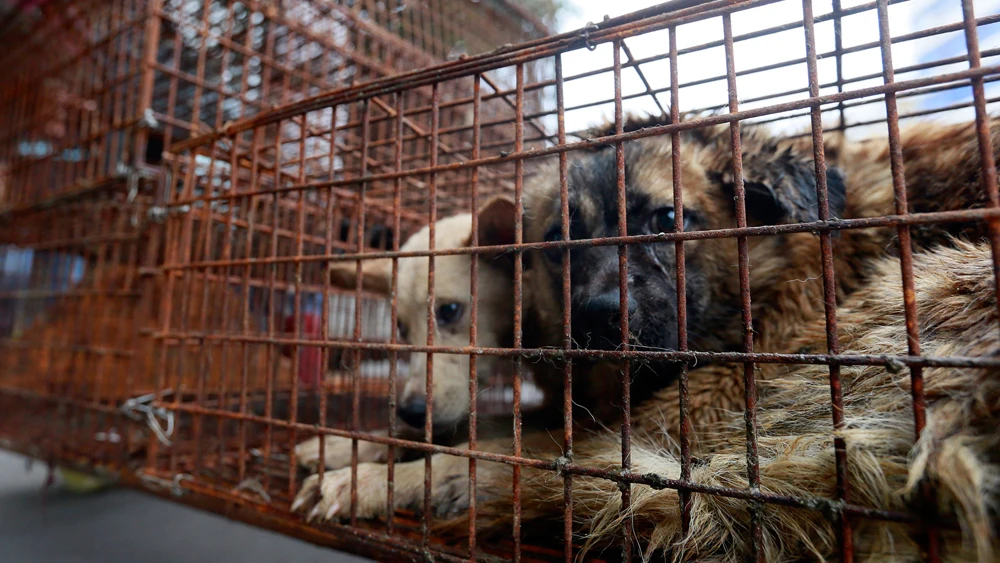 Perros enjaulados en un mercado (Archivo)