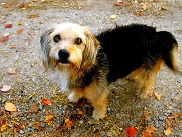 Un perro Un perro